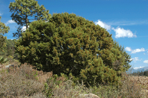Juniperus deppeana deppeana