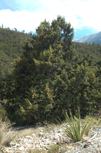 Juniperus deppeana deppeana