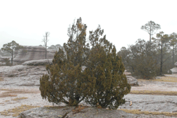 Juniperus durangensis