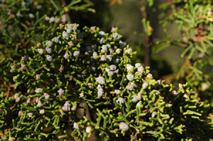 Juniperus durangensis