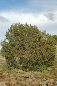 Juniperus monosperma
