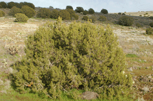Juniperus monosperma