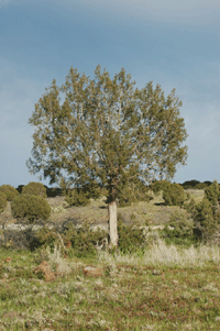 Juniperus monosperma