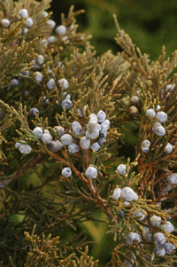 Juniperus monosperma