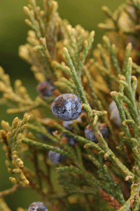 Juniperus monosperma