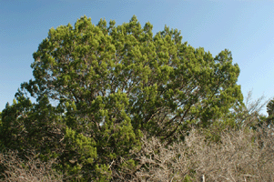 Juniperus pinchotii