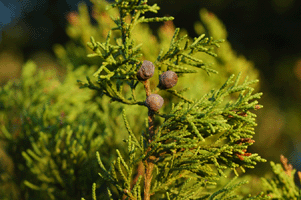 Juniperus pinchotii