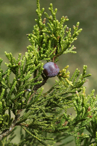 Juniperus pinchotii