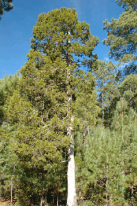Juniperus deppeana robusta