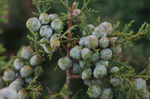 Juniperus deppeana robusta