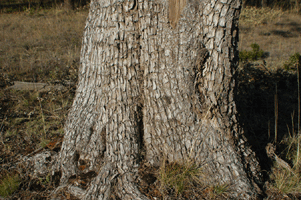 Juniperus deppeana robusta