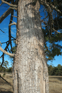 Juniperus deppeana robusta