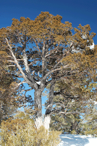 Juniperus scopulorum