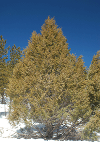 Juniperus scopulorum