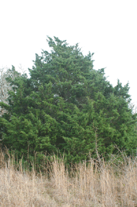 Juniperus virginiana