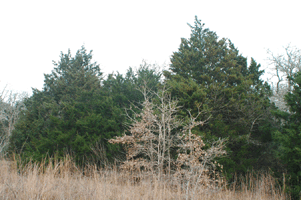 Juniperus virginiana
