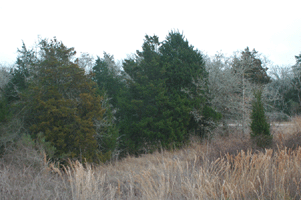 Juniperus virginiana
