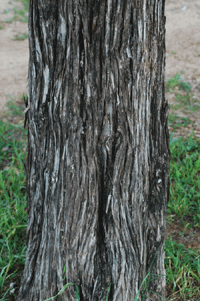 Juniperus virginiana