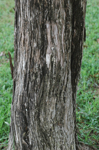 Juniperus virginiana