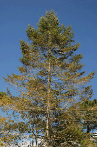 Abies coahuilensis
