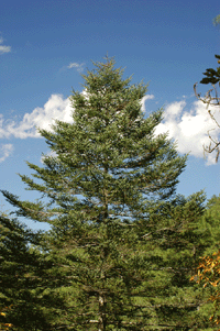 Abies coahuilensis