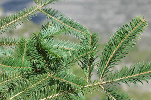 Abies coahuilensis