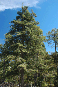 Abies durangensis