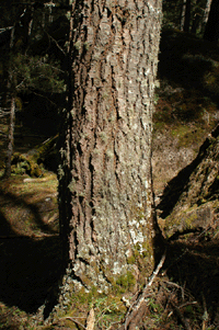 Abies durangensis