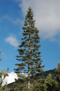 Abies vejarii var. macrocarpa