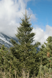 Abies vejarii var. macrocarpa
