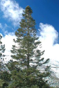 Abies vejarii var. macrocarpa
