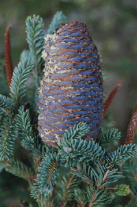 Abies vejarii var. macrocarpa