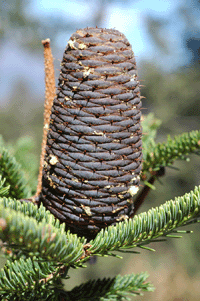 Abies vejarii var. macrocarpa