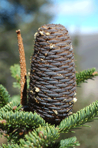 Abies vejarii var. macrocarpa