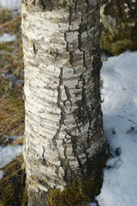 Abies vejarii var. macrocarpa