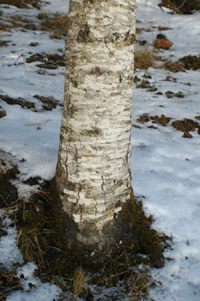 Abies vejarii var. macrocarpa