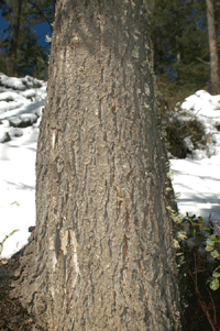 Abies vejarii var. macrocarpa