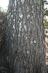 Abies vejarii var. macrocarpa