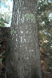 Abies vejarii var. macrocarpa
