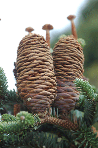 Abies mexicana