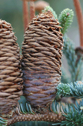 Abies mexicana