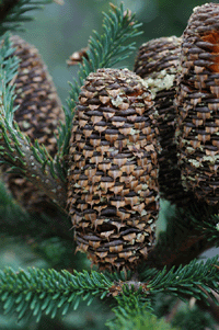 Abies vejarii