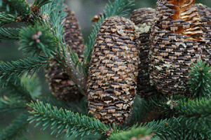 Abies vejarii