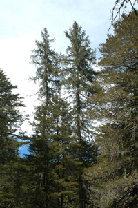 Picea chihuahuana