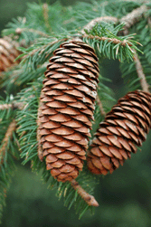 Picea martinezii