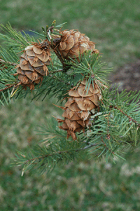 Pseudotsuga menziesii glauca