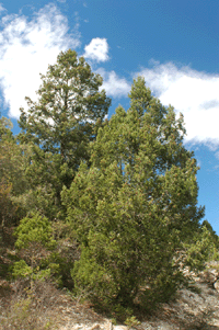 Pseudotsuga menziesii glauca