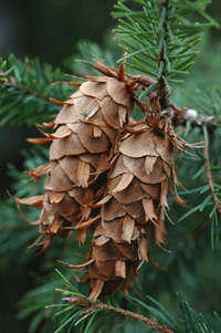Pseudotsuga menziesii glauca