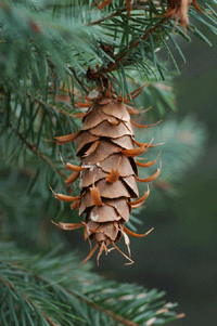Pseudotsuga menziesii glauca