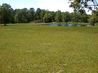 anglowerpond.JPG (55808 bytes)